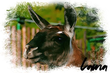 ikona-lama.jpg
