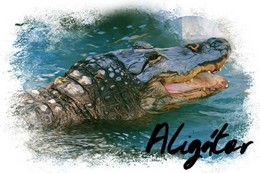 ikona-aligator.jpg