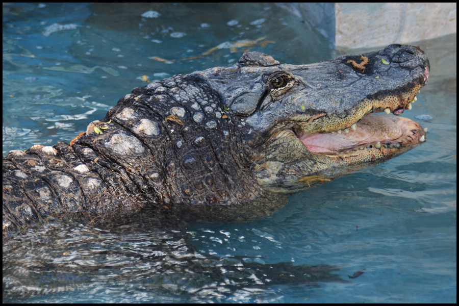 aligator1.jpg
