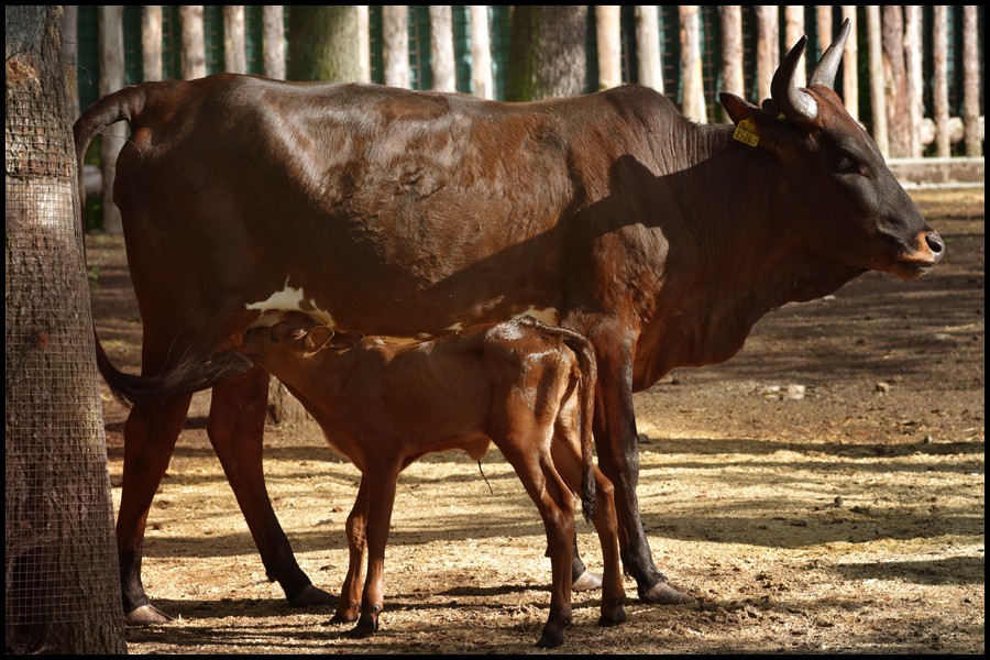 watusi2.jpg