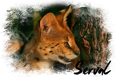 ikona-serval.jpg