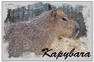 ikona-kapybara.jpg