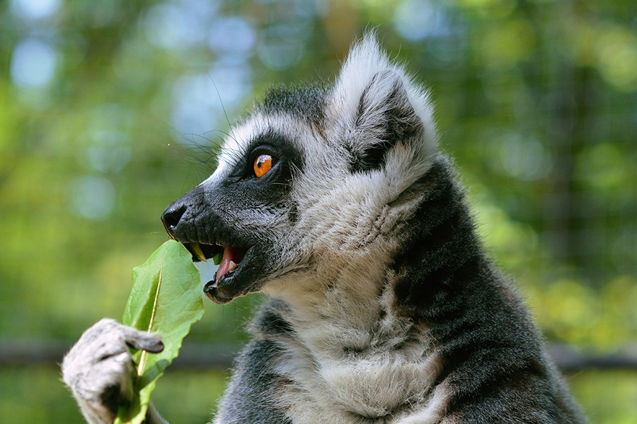 lemur2.jpg