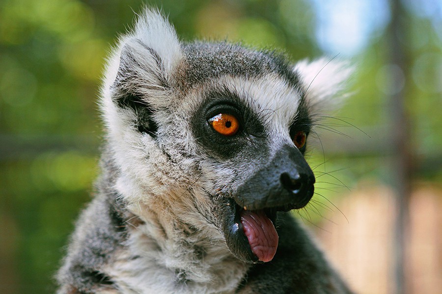 lemur.jpg