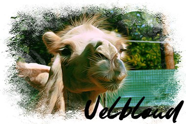 ikona-velbloud.jpg