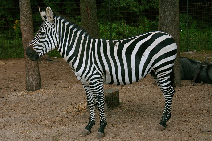 zebra.jpg