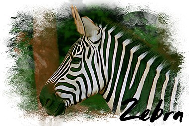 ikona-zebra.jpg